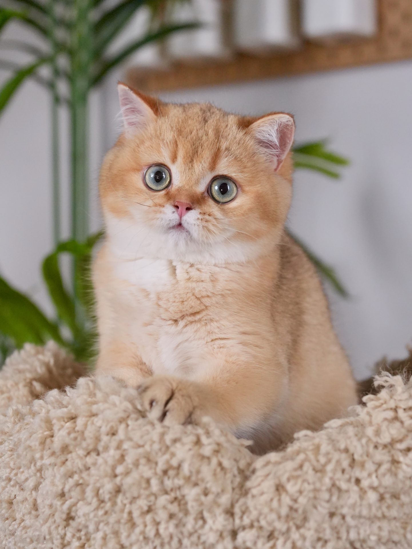 Sunny is one of the british shorthair cats for sale in our cattery with stunning performance.