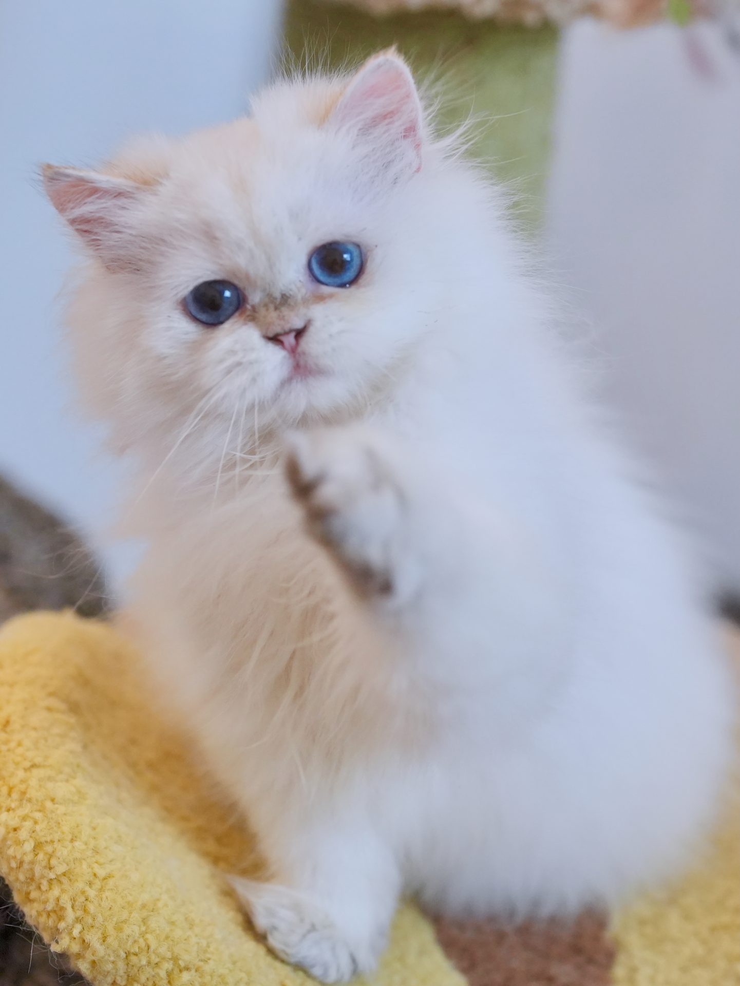 British Longhair