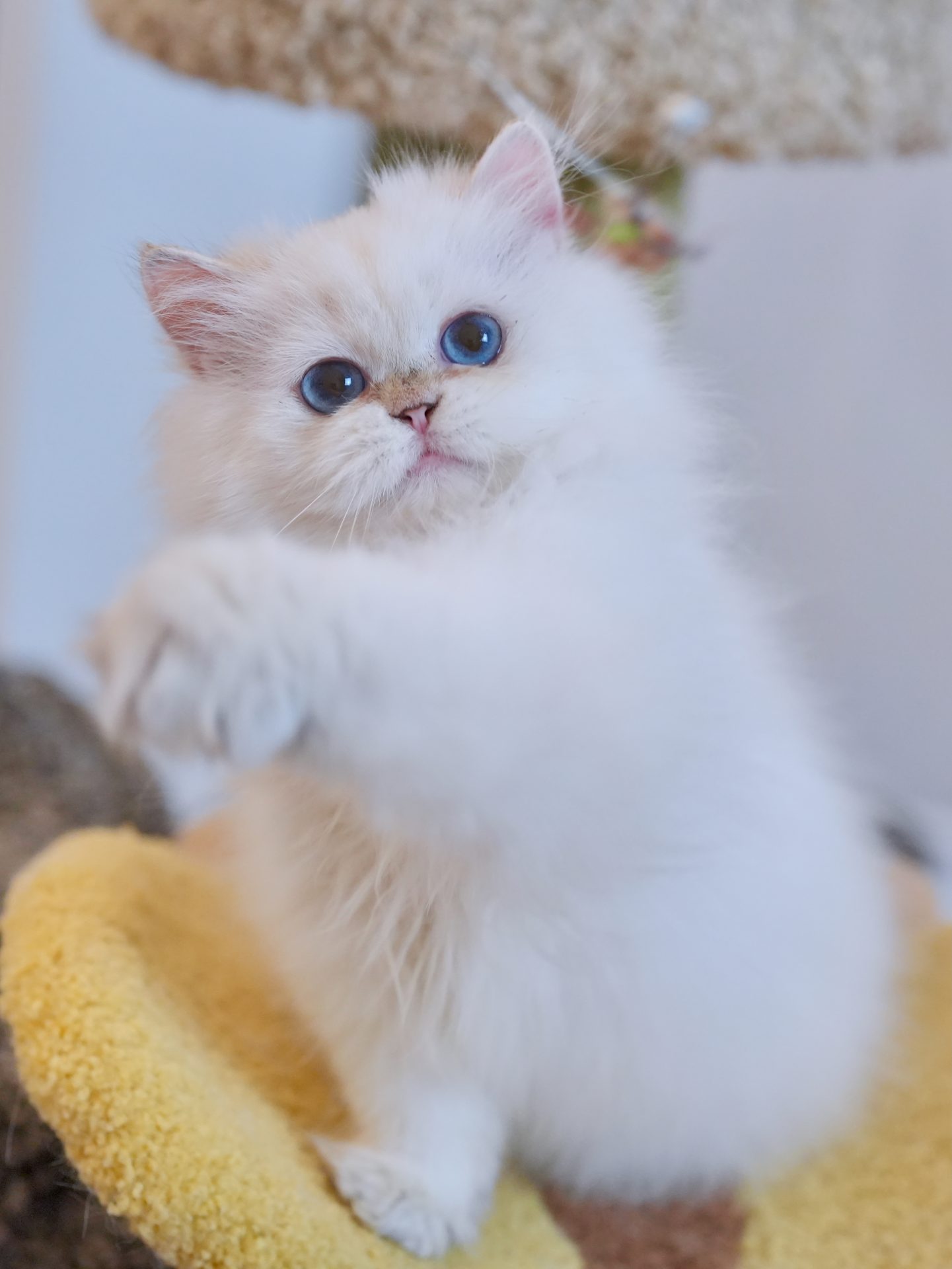 British Longhair