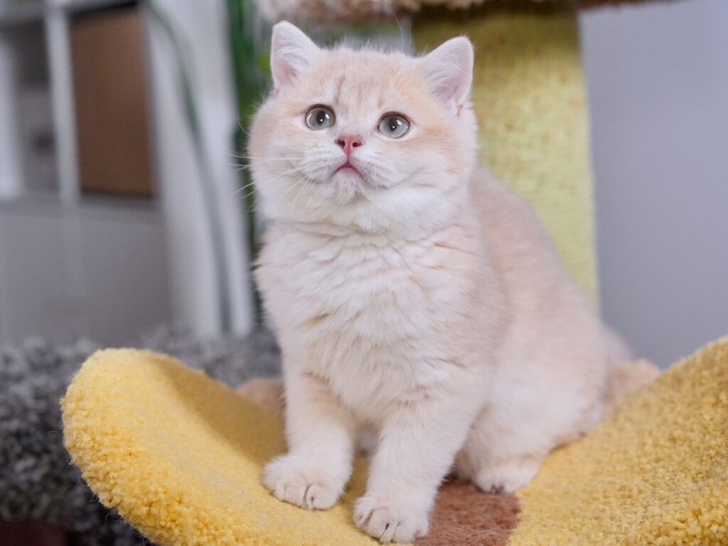 golden british shorthair