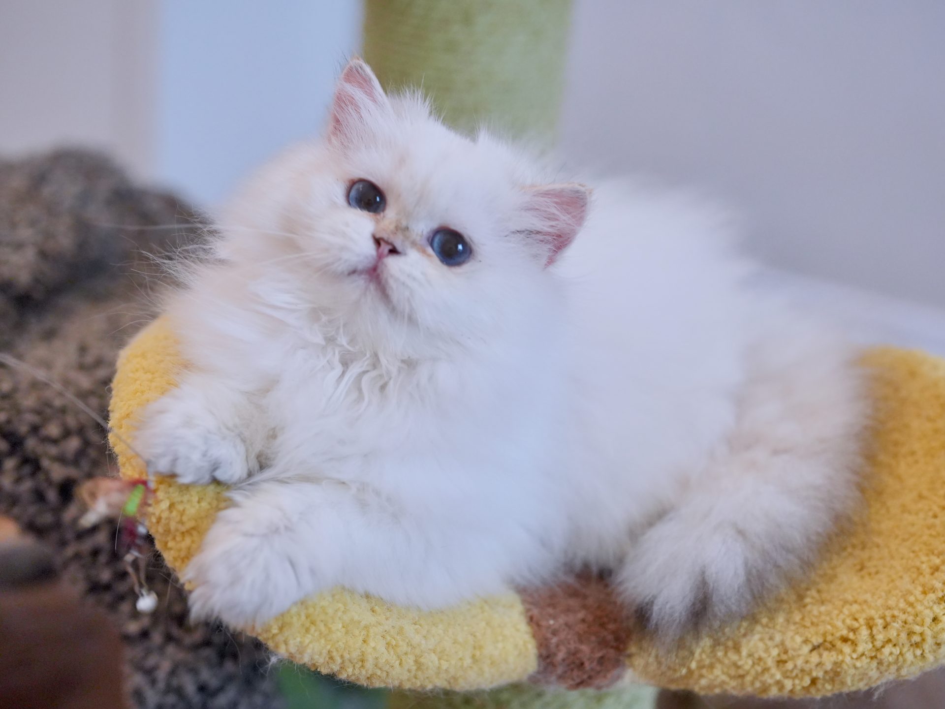 Golden British longhair Cat