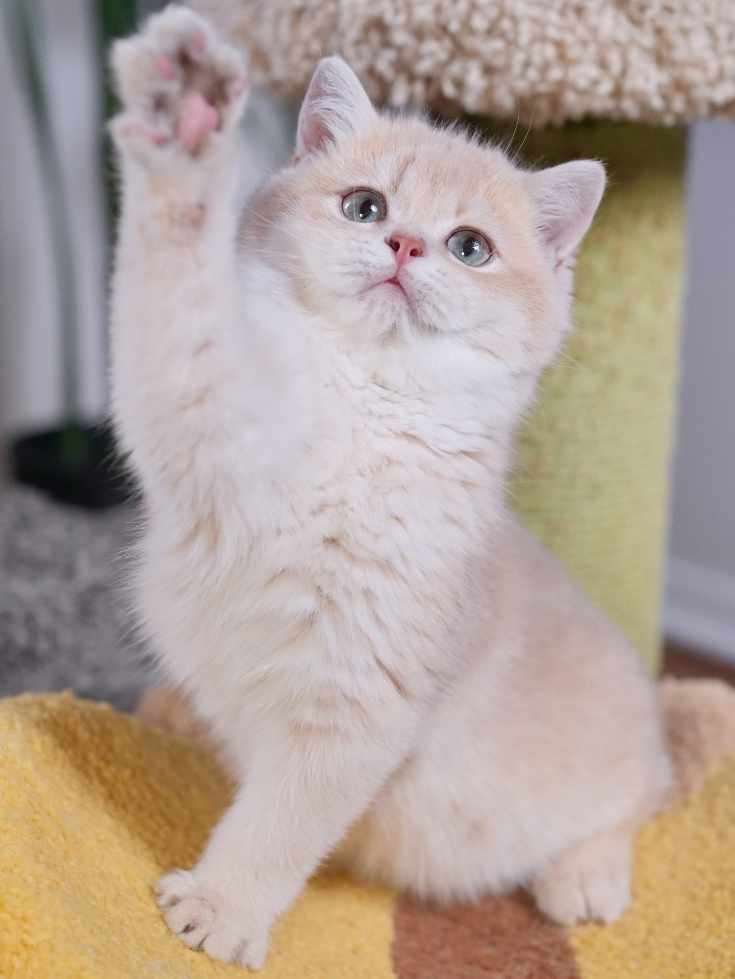 golden british shorthair
