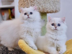 british longhair kittens for sale