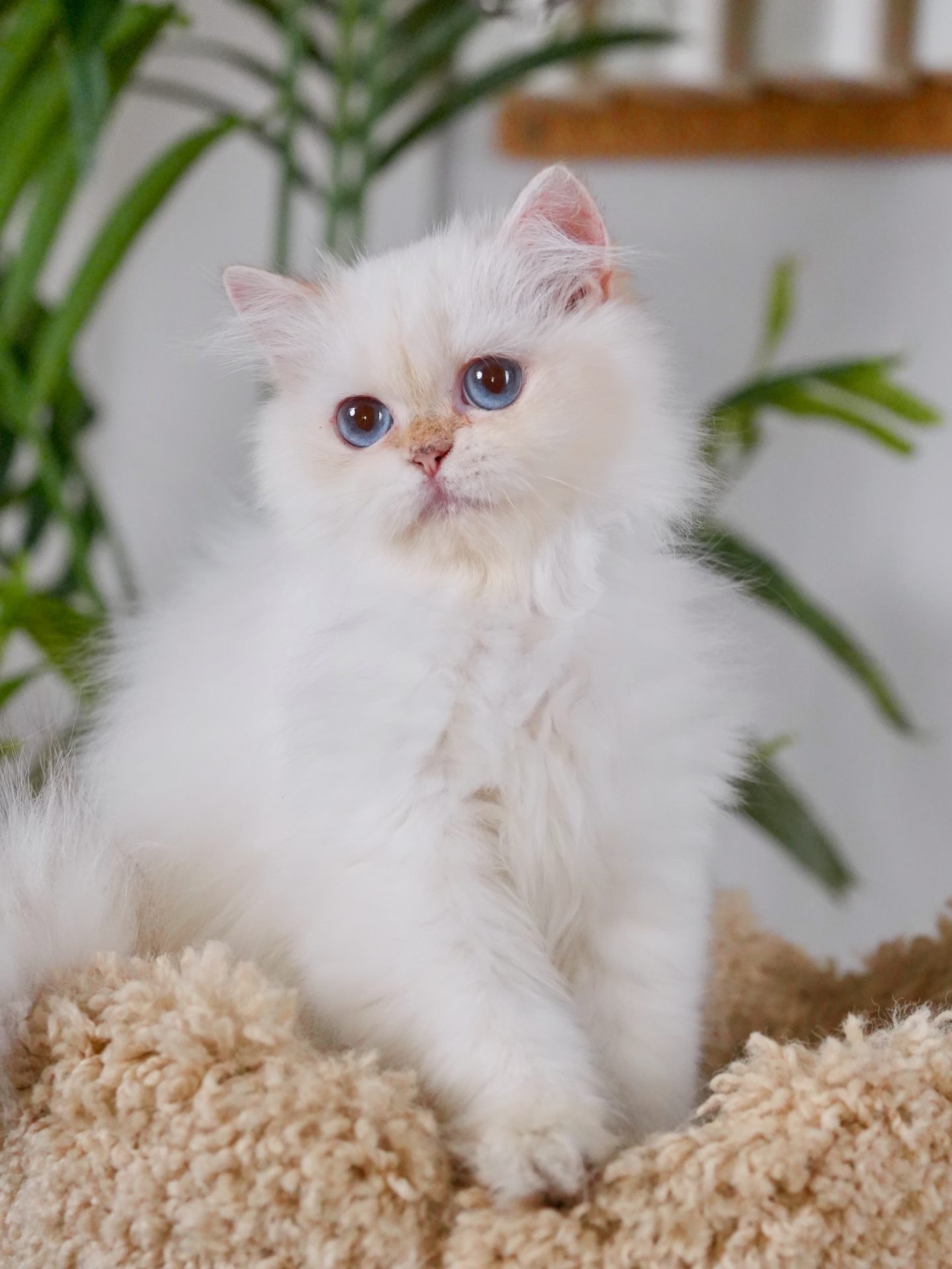 British Longhair