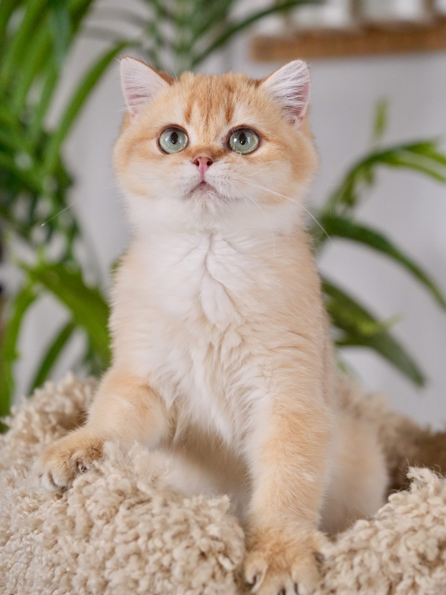 Chestnut, a british shorthair cats near me with a fluffy body