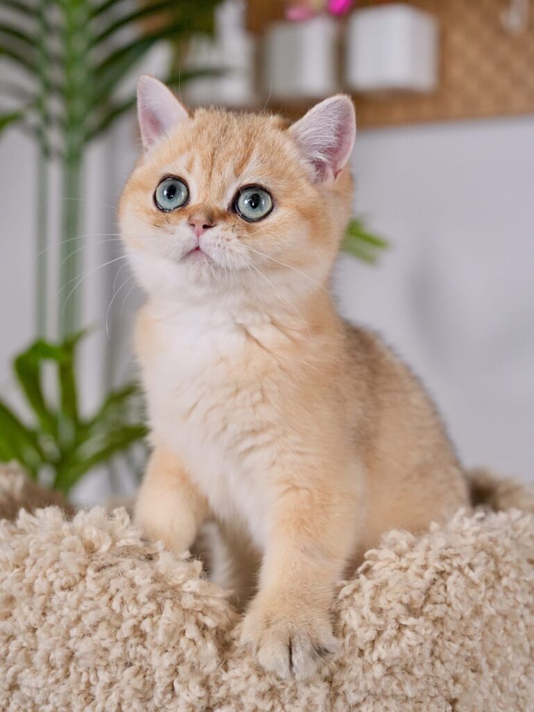 Blaze is one of british shorthair cats for sale we have with great personality.