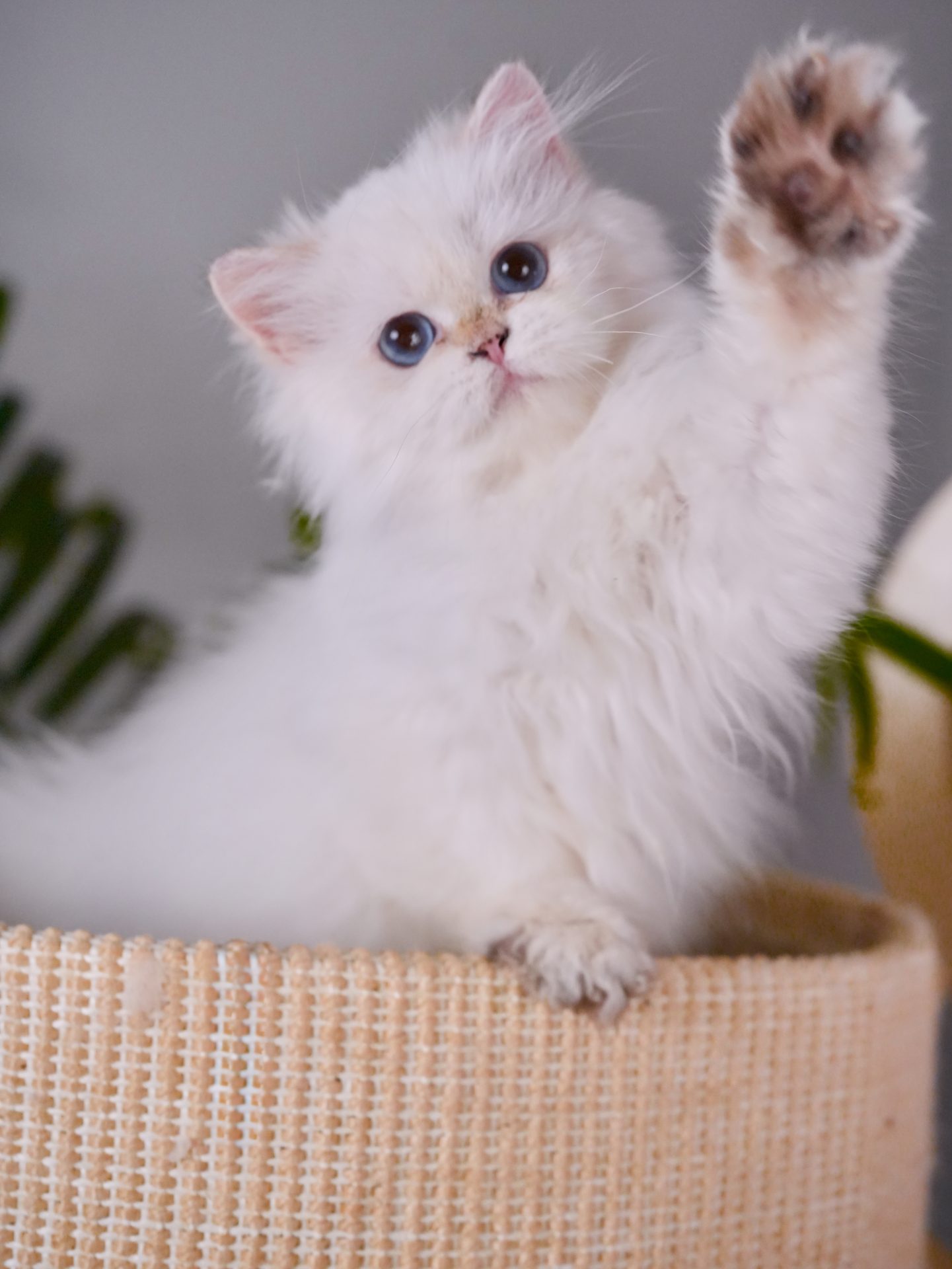 British Longhair