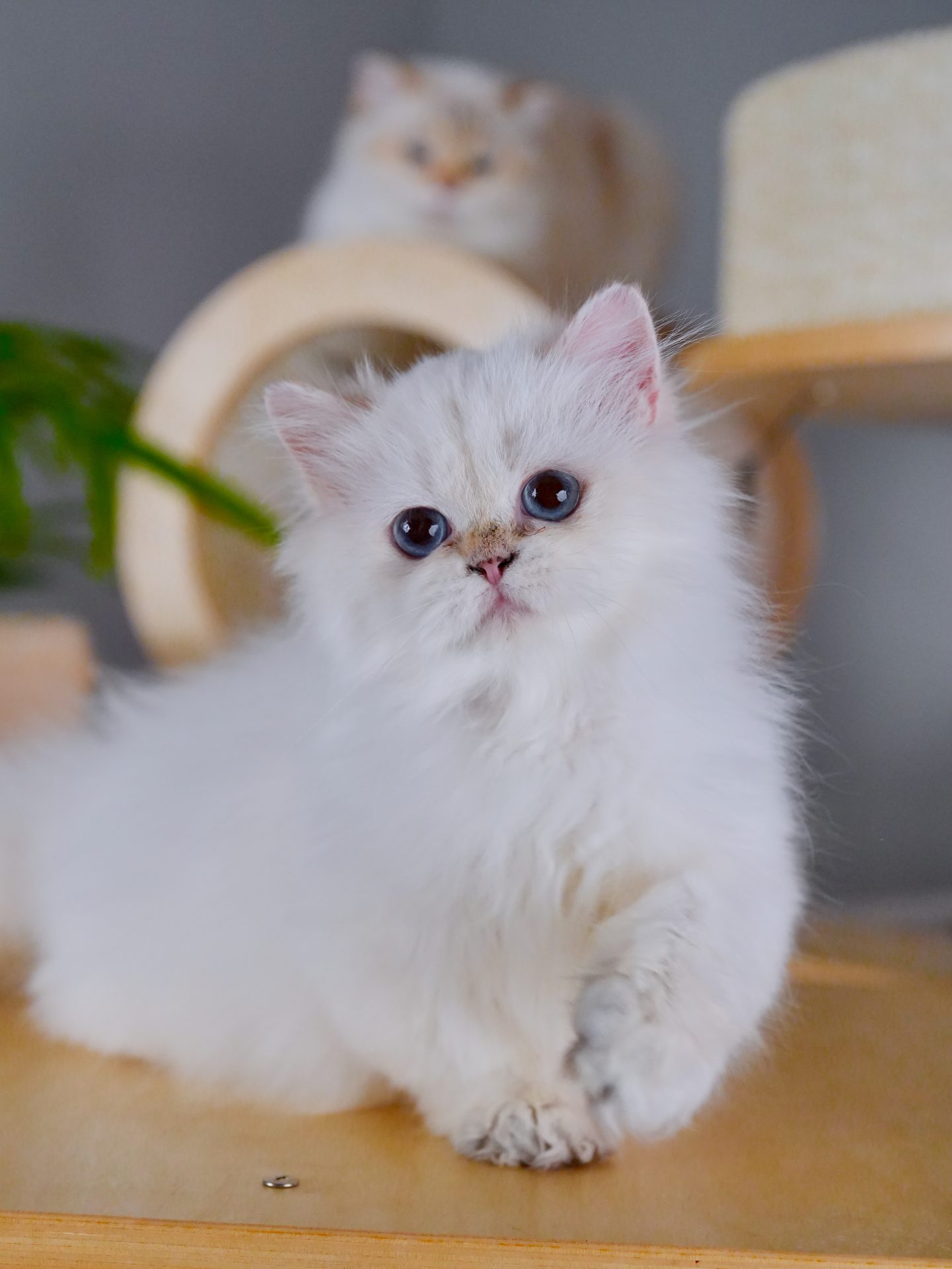 British Longhair