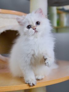 british longhair kittens for sale