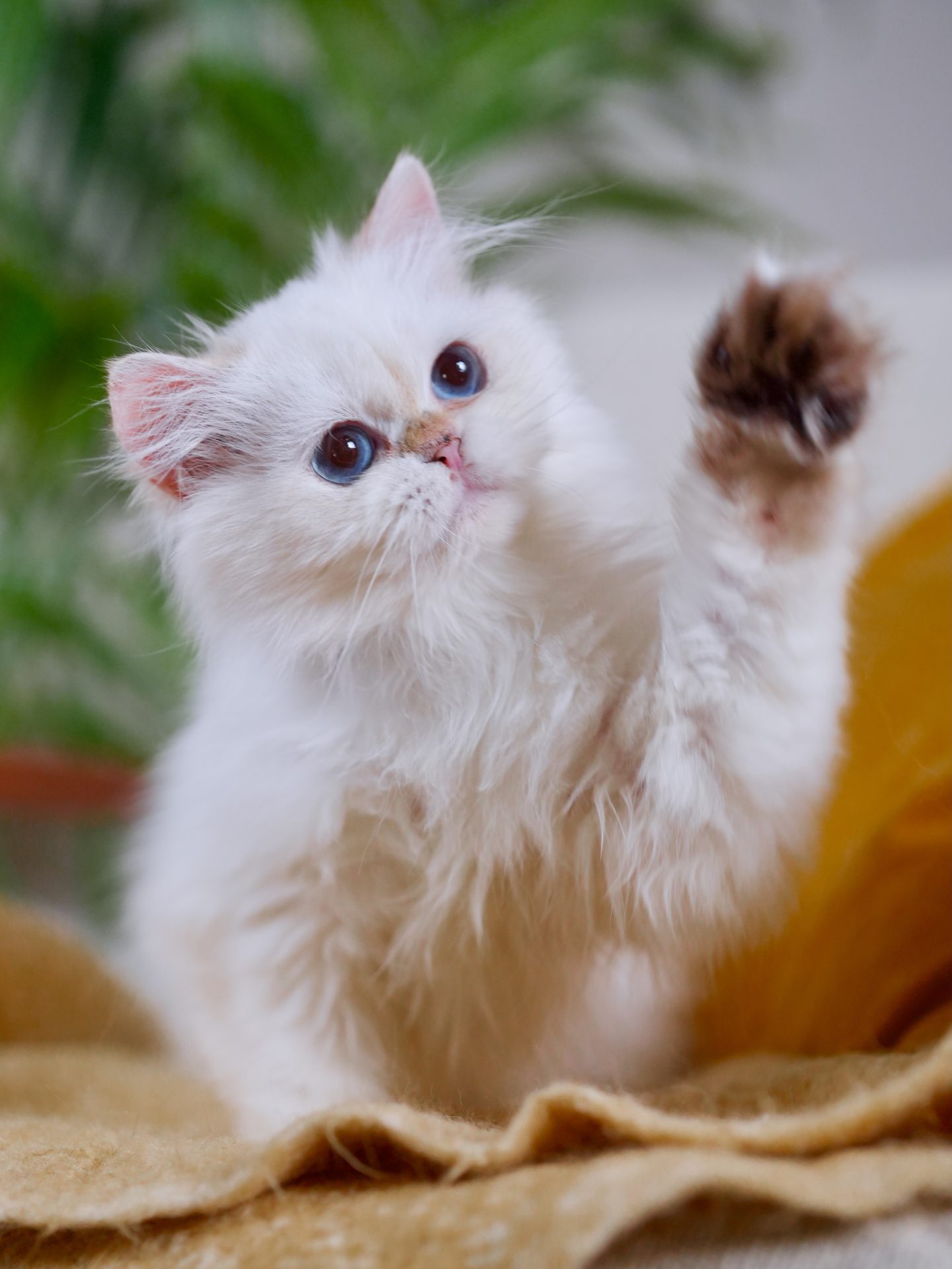 British Longhair