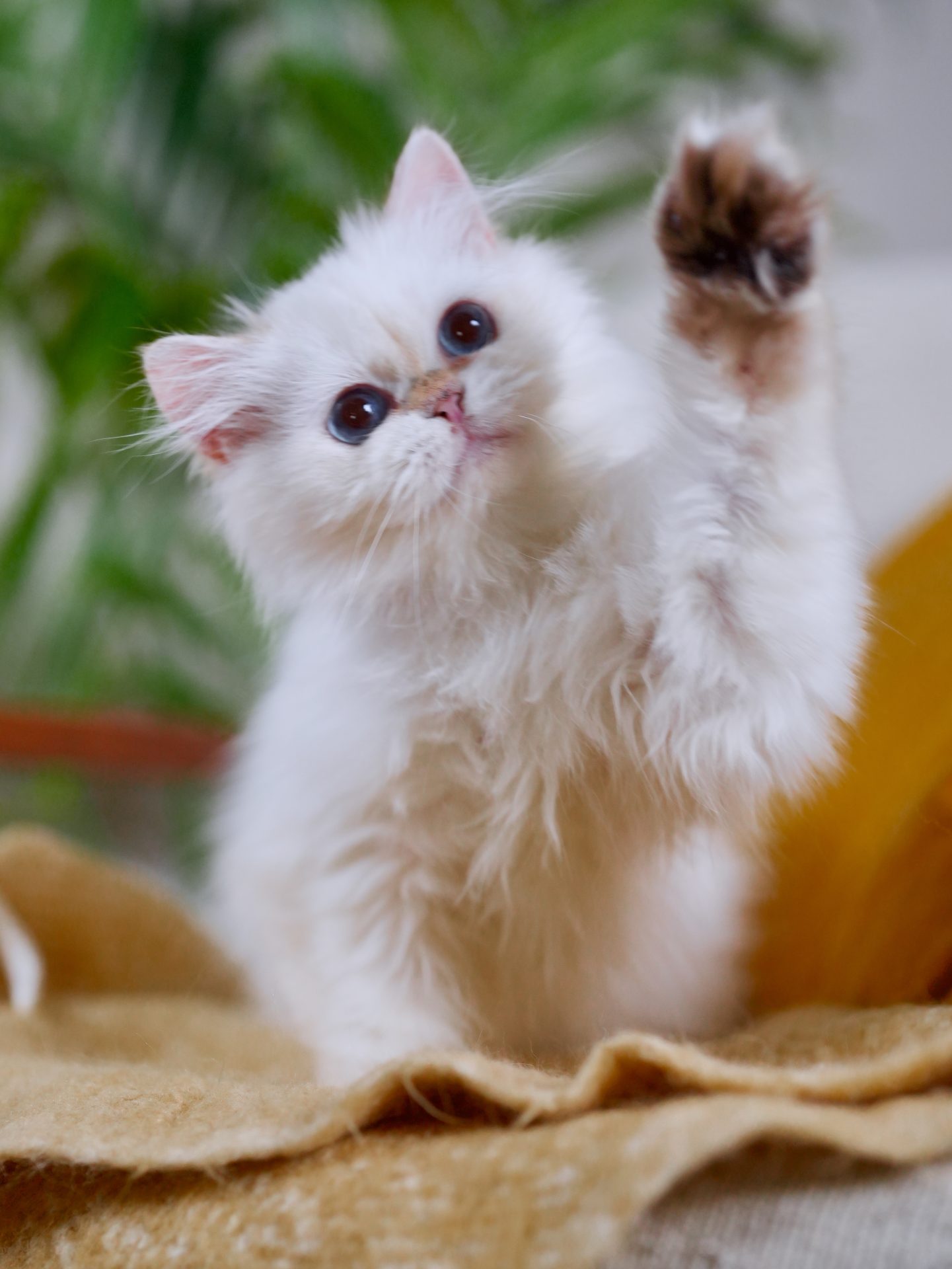 British Longhair