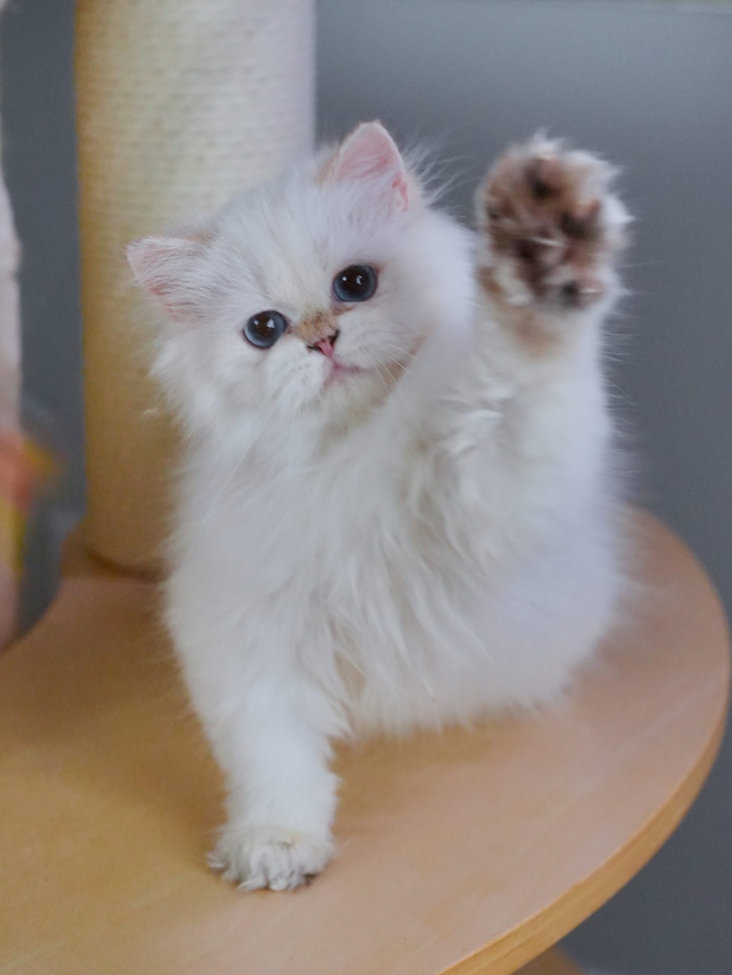British Longhair