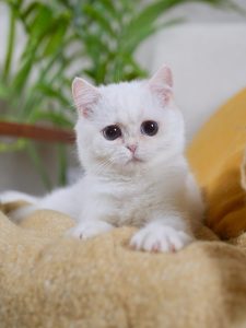 british shorthair breeders