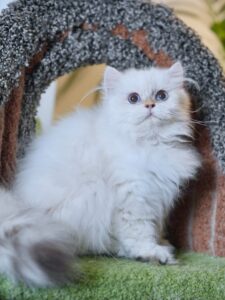 Golden British Longhair Ben is having a good time