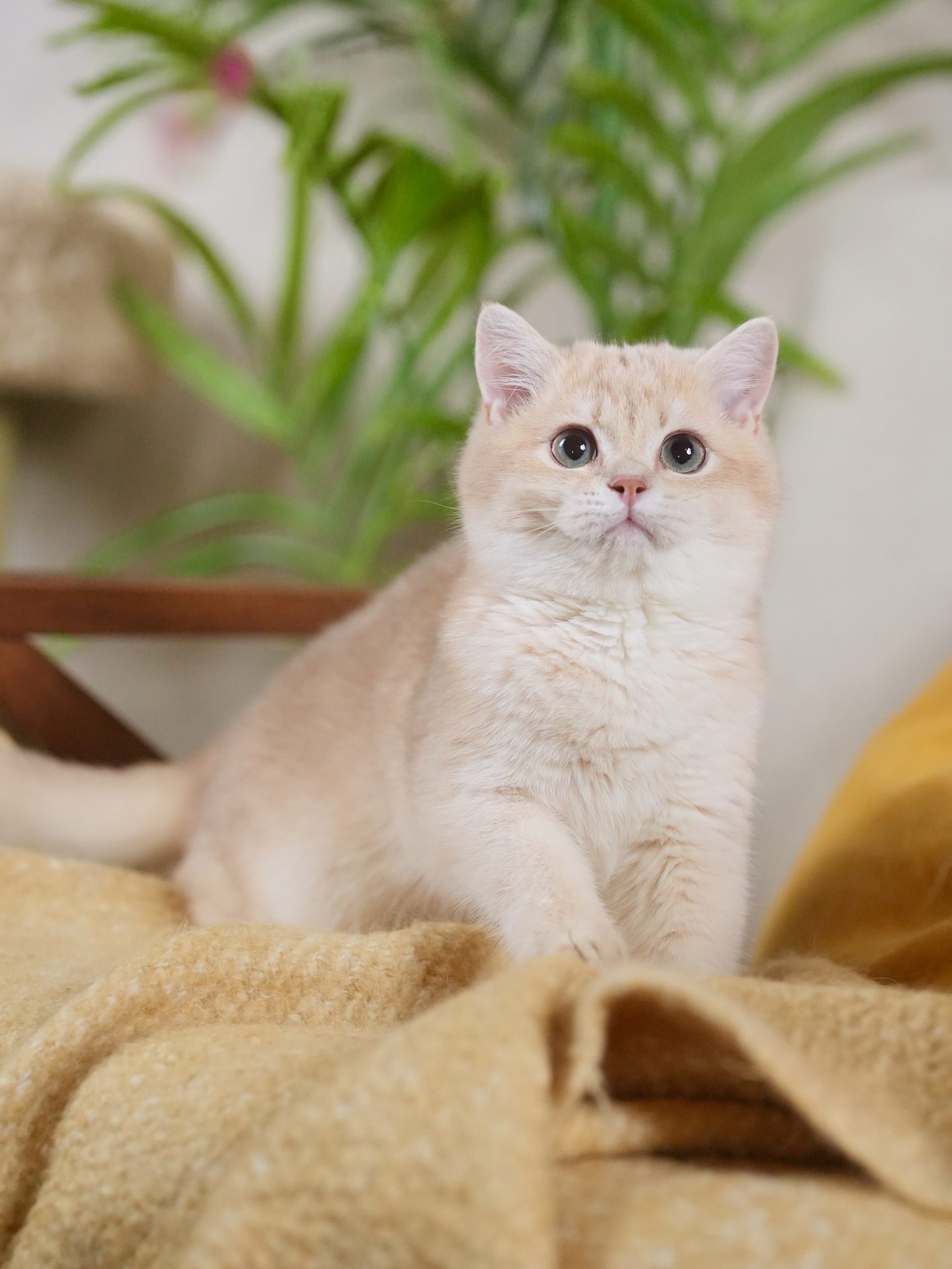 lilac golden shaded british shorthair gini tries to capture a toy