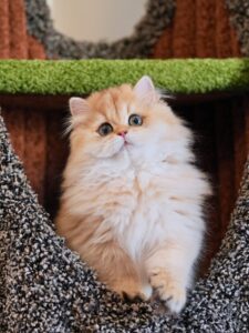 british longhair cat