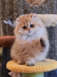 Gouda, our british longhair cat, is standing on a cat tree playing with us.