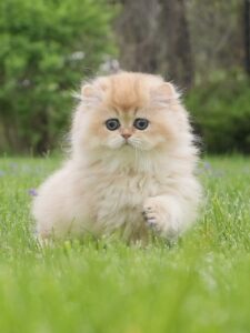 british longhair cat mango standing on grass