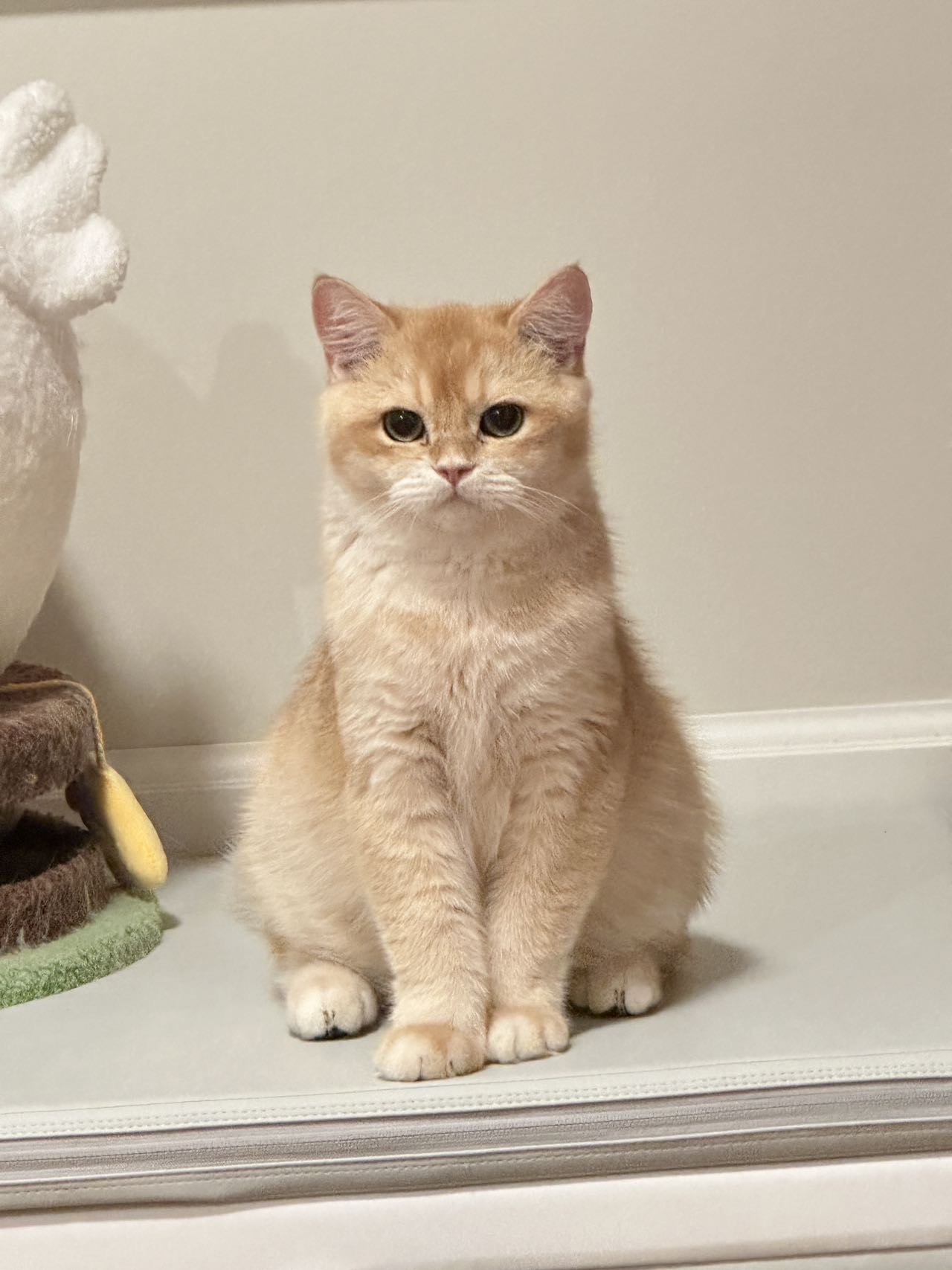 british shorthair golden