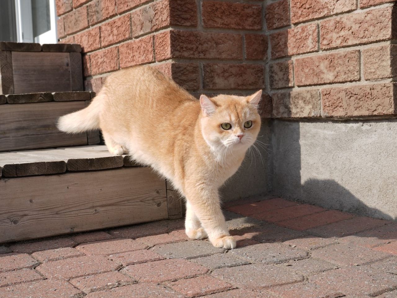 golden british shorthair