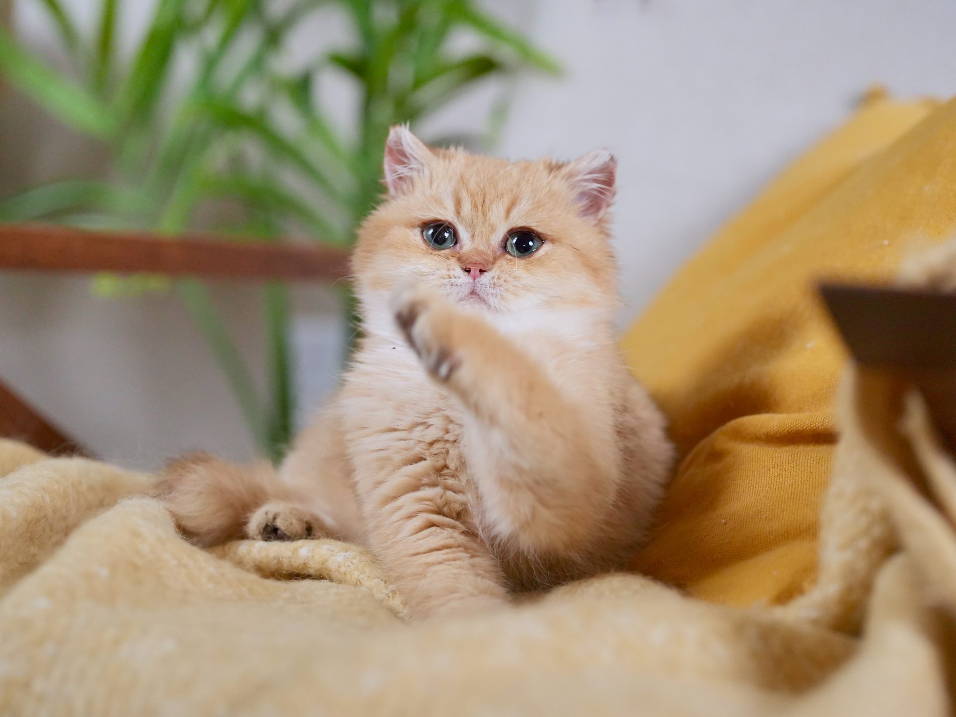 golden british shorthair
