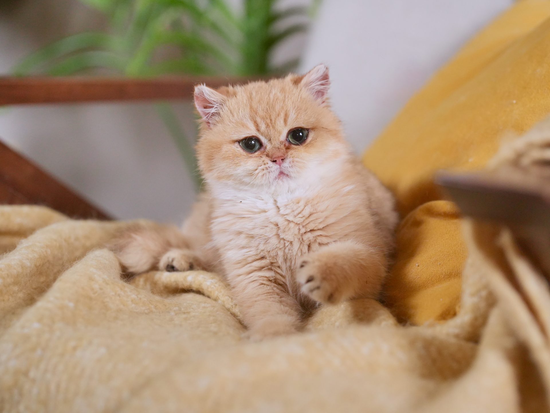 golden british shorthair