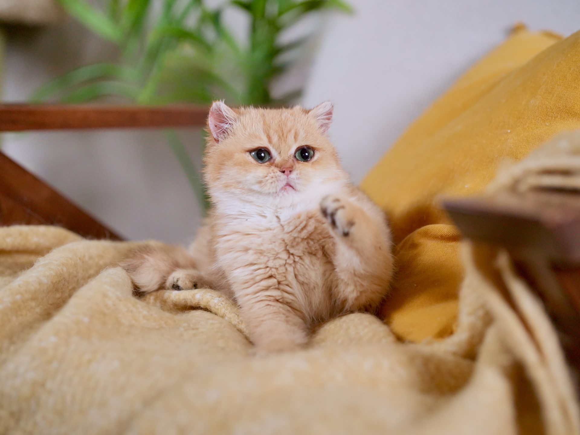 golden british shorthair