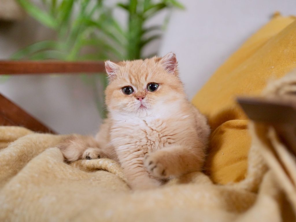 Golden Shaded British Shorthair - Derder - British Shorthair for sale & British Longhair Kittens for sale