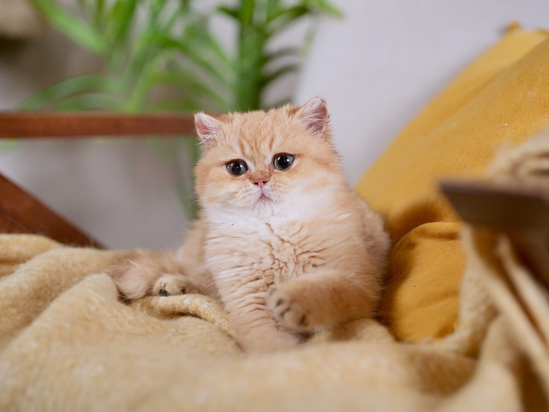 golden british shorthair