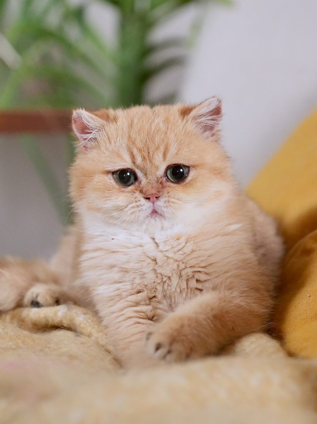golden british shorthair