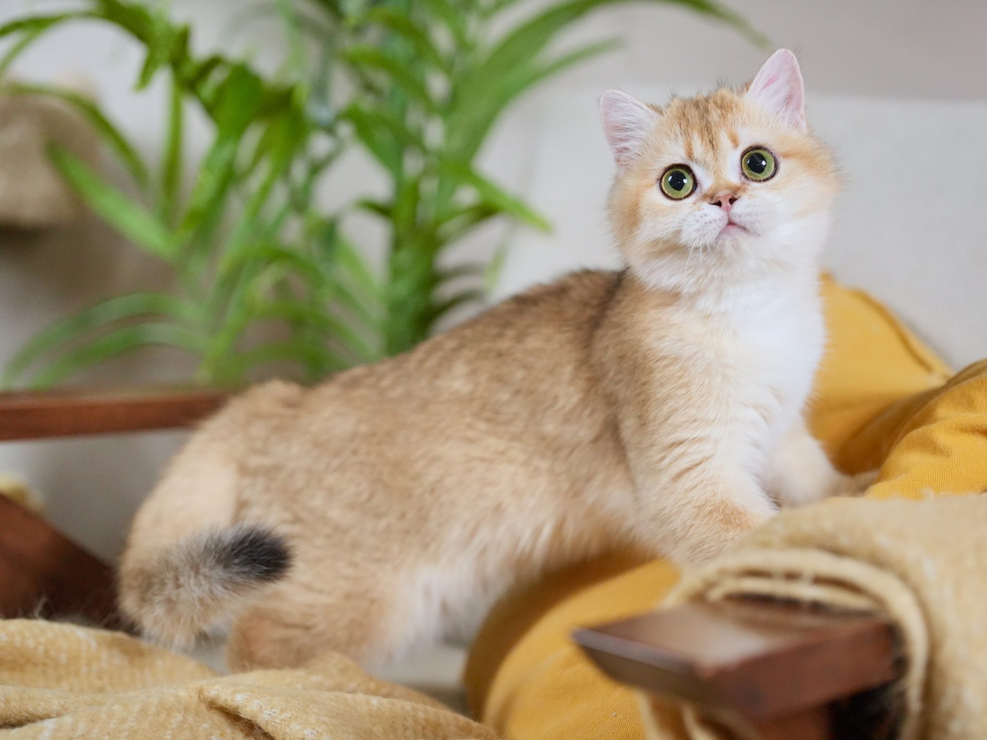 british shorthair ginger cat