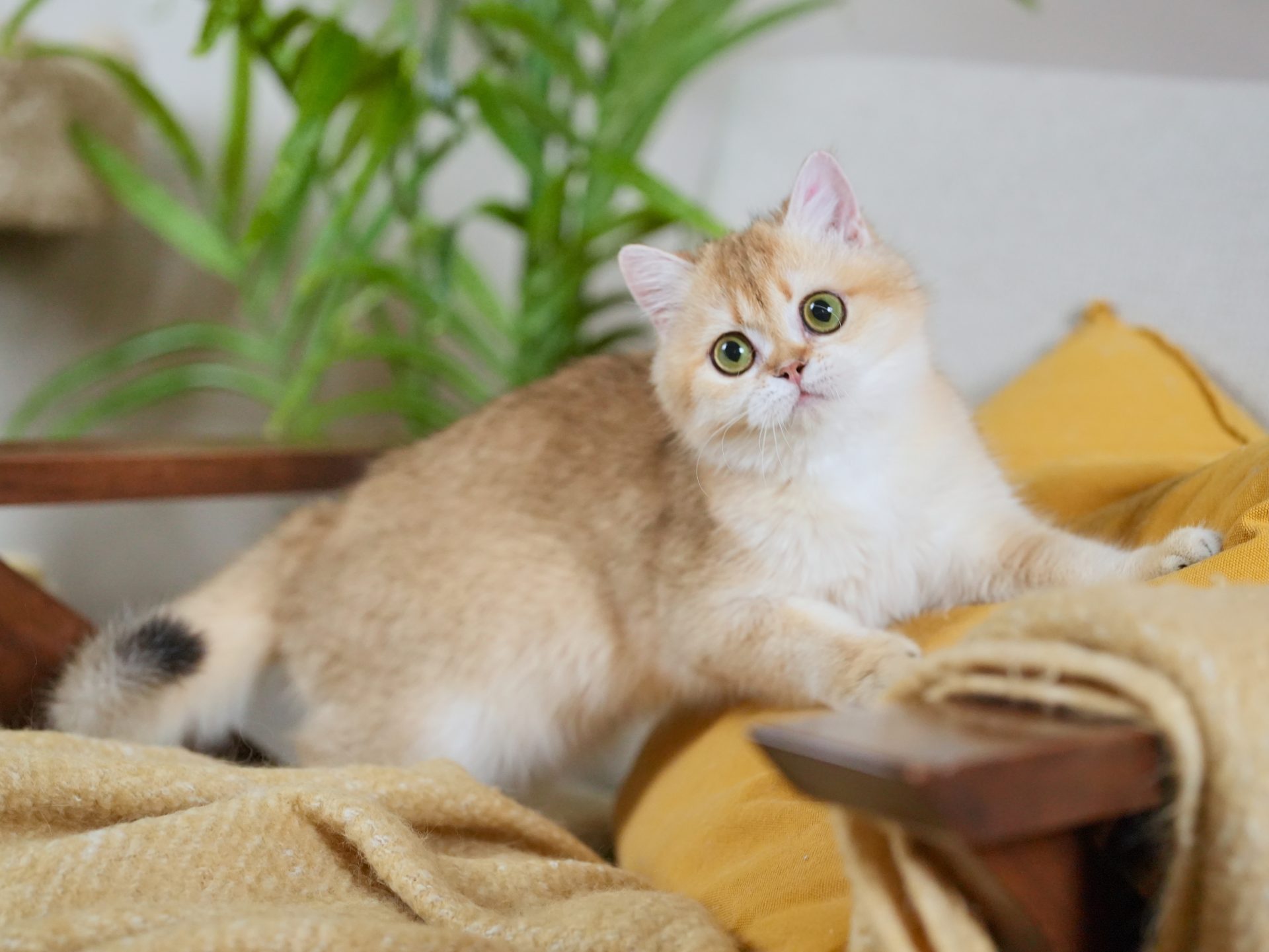 british shorthair ginger cat