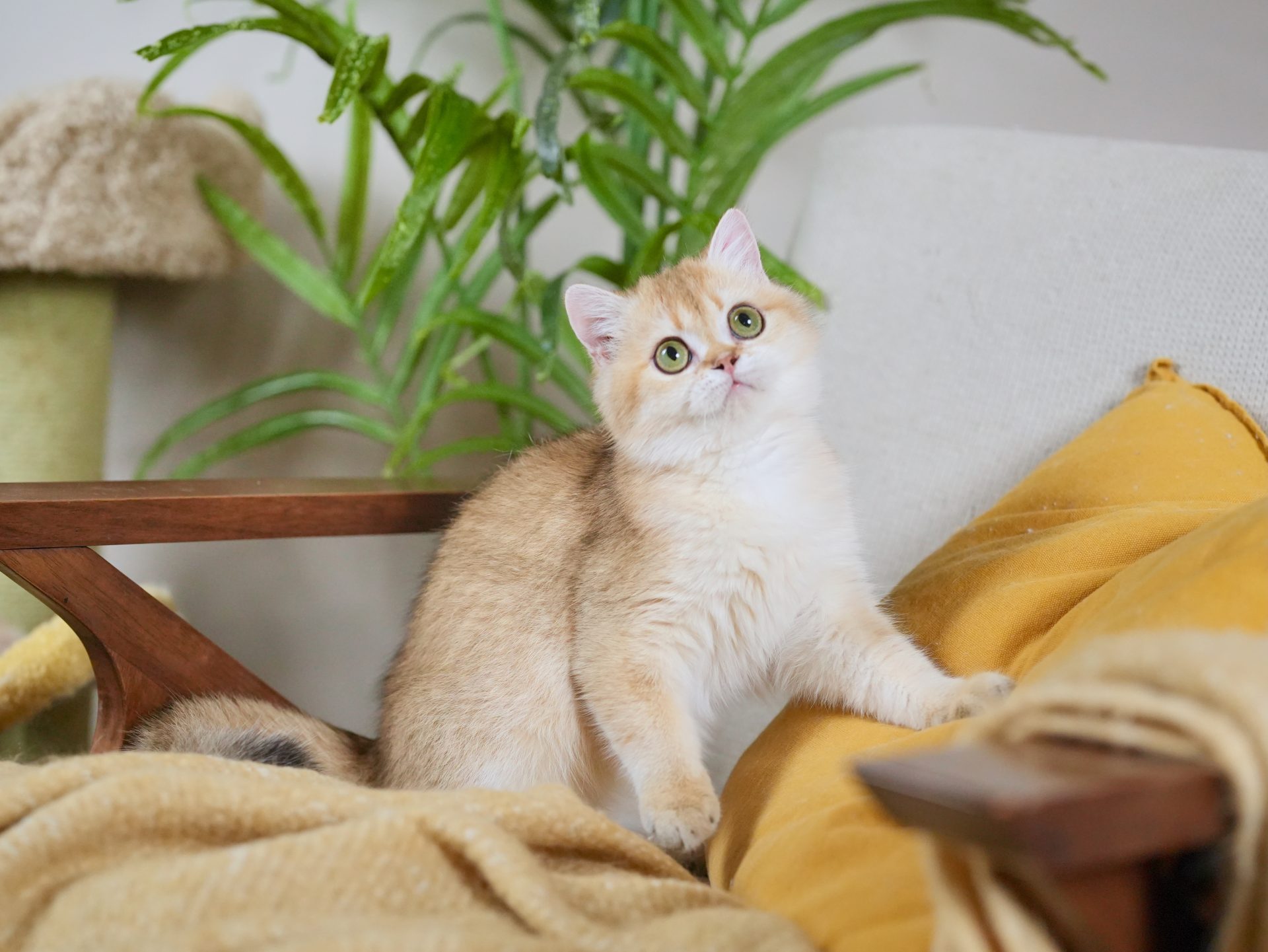 british shorthair ginger cat