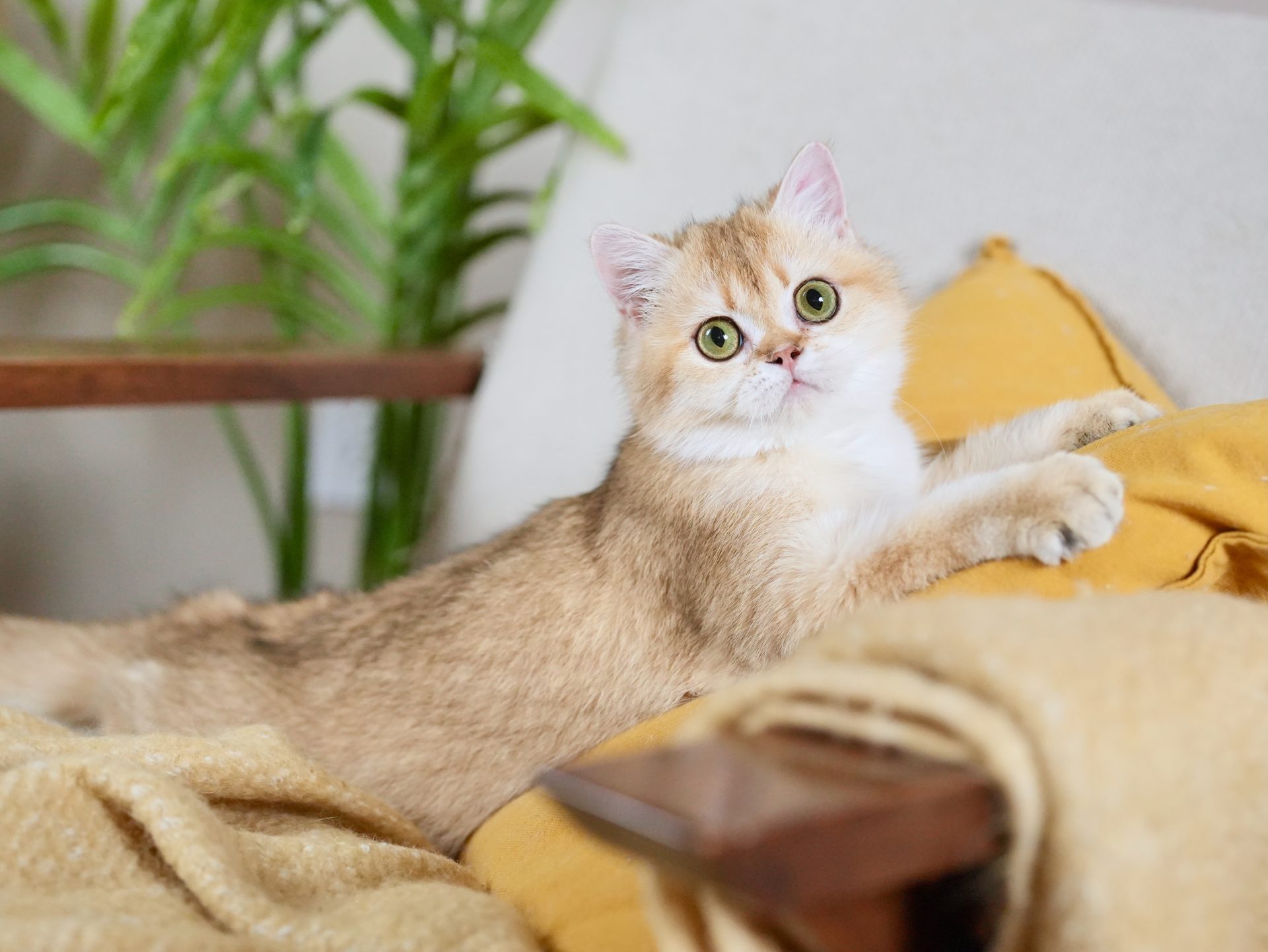 ginger british shorthair
