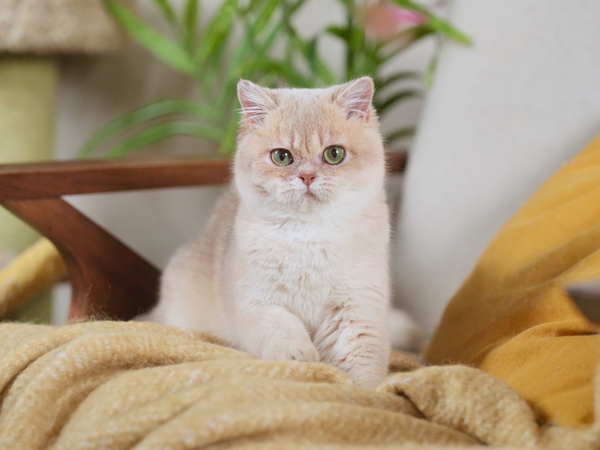 golden british shorthair