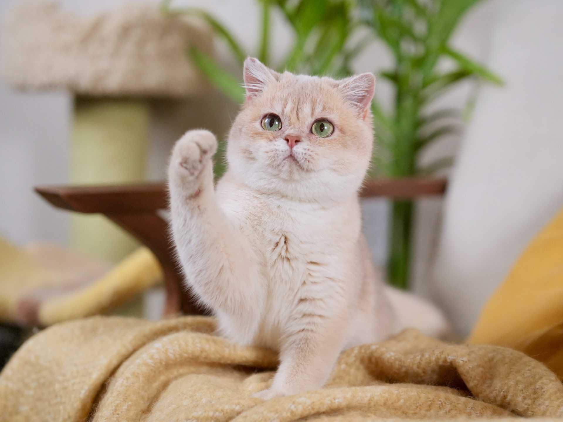 golden british shorthair
