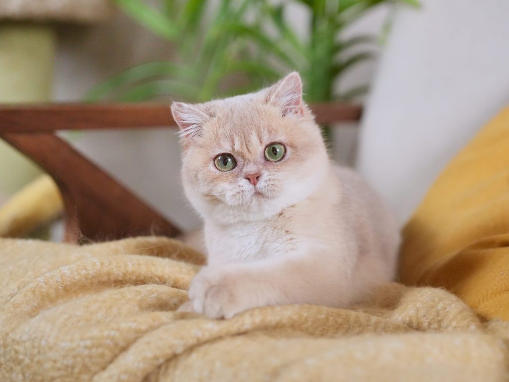 Blue Golden Shaded British Longhair - Moka - British Shorthair for sale & British Longhair Kittens for sale