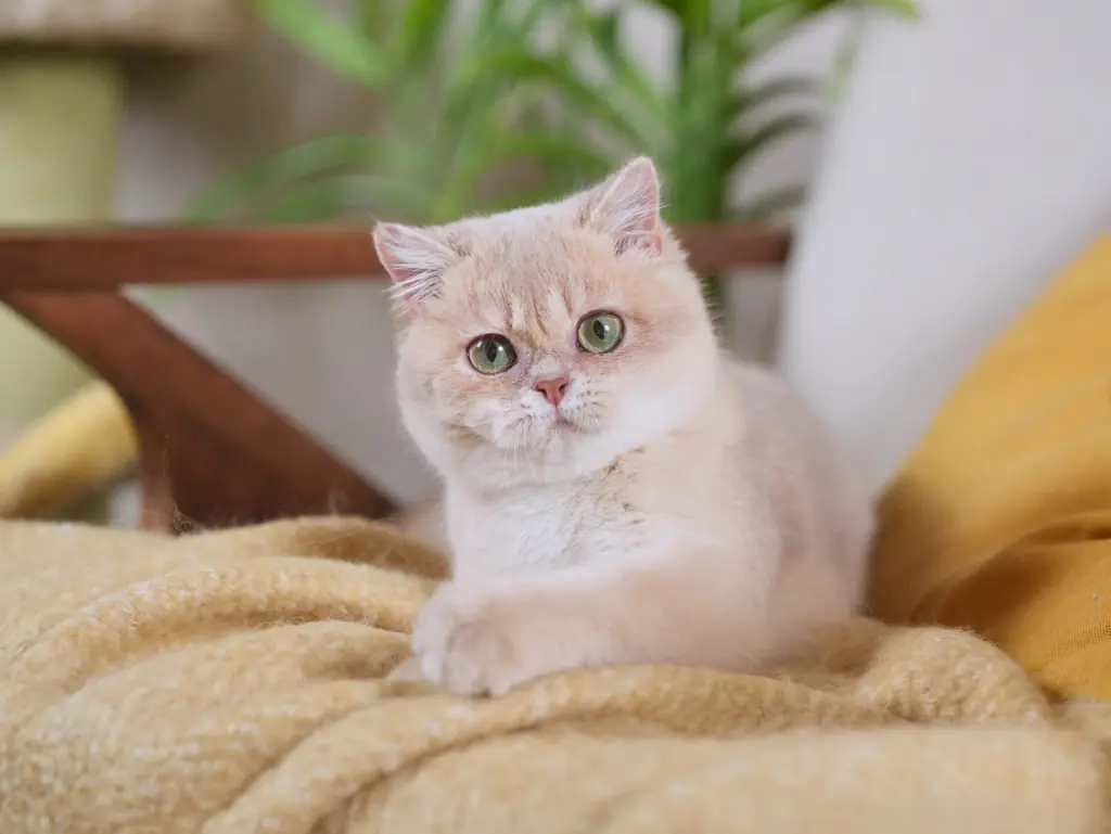 Lilac Golden Shaded British Shorthair - Woowoo - British Shorthair for sale & British Longhair Kittens for sale