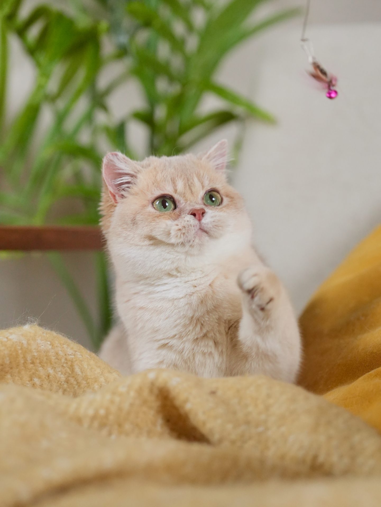 golden british shorthair