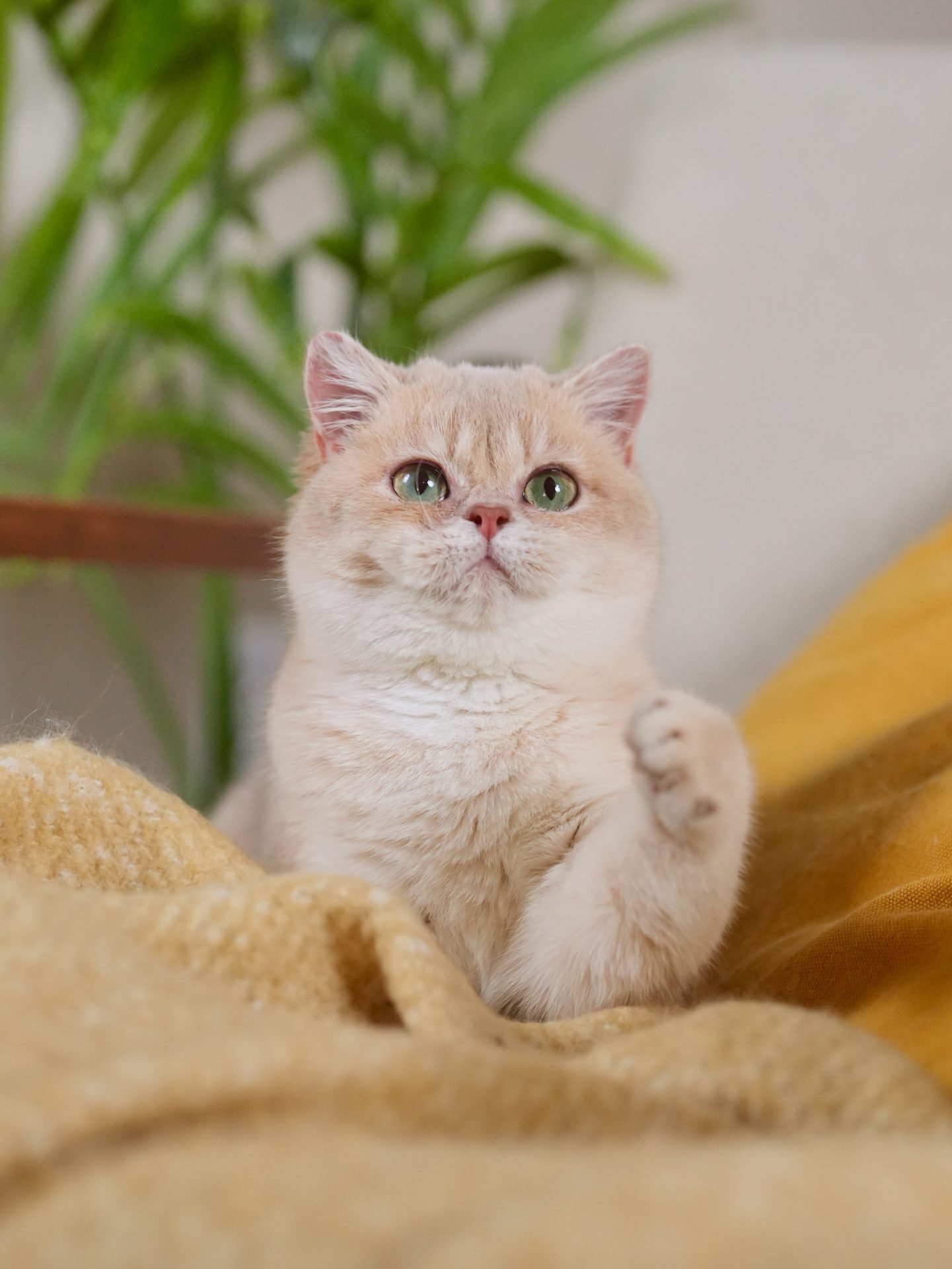 【ぽんぽこ】Starling Sunhat Hazy lilac 2-4y Lilac Golden Shaded British Shorthair - Woowoo - BearMary