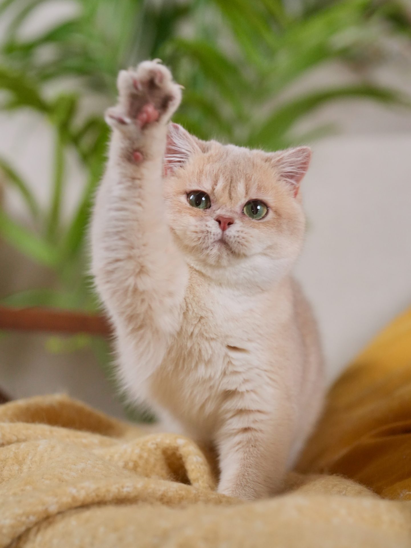 golden british shorthair