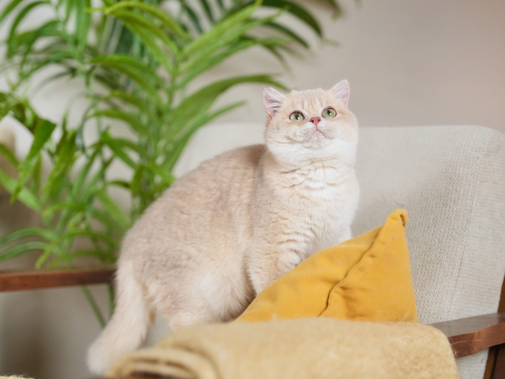 golden british shorthair