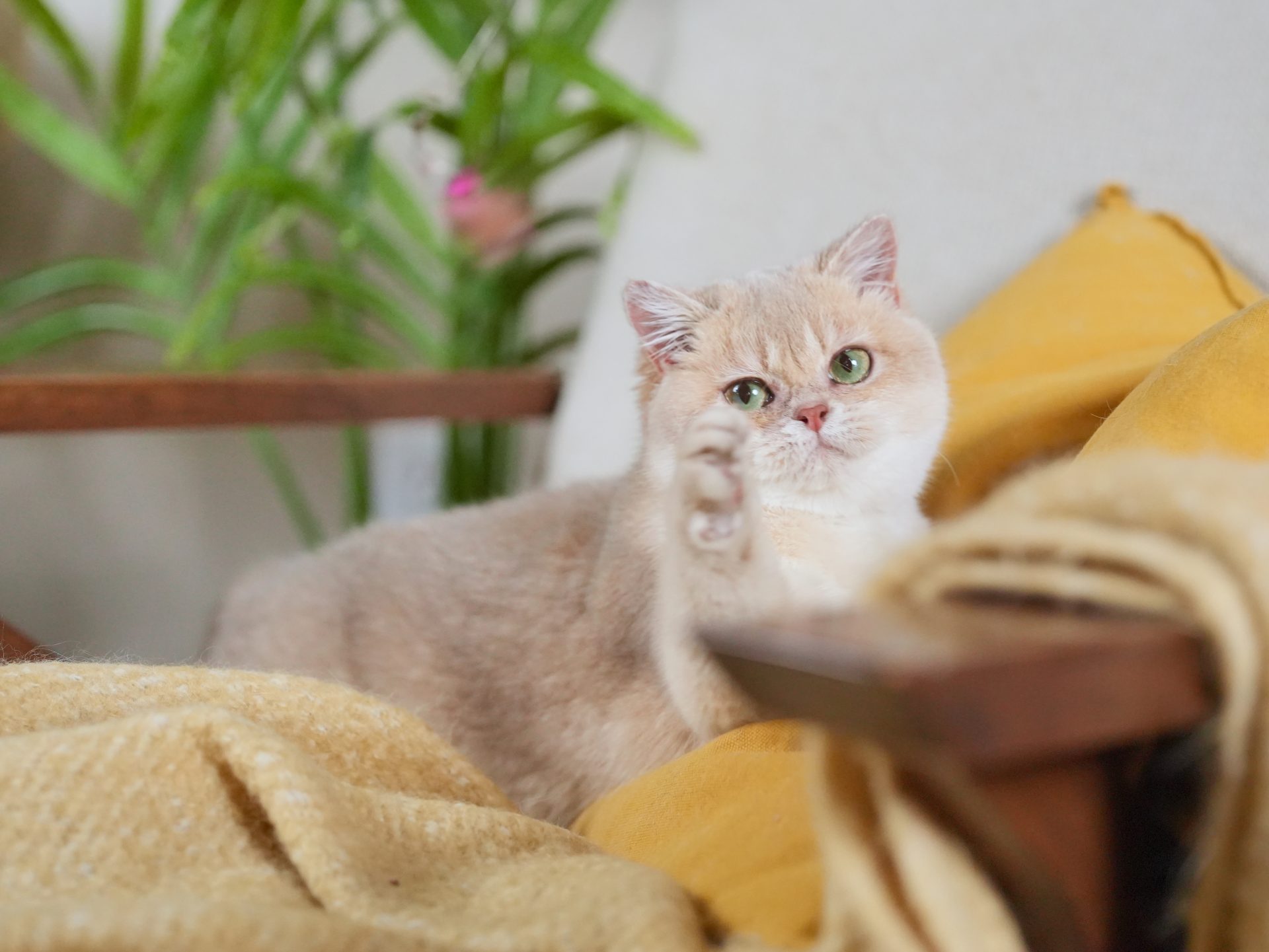 golden british shorthair