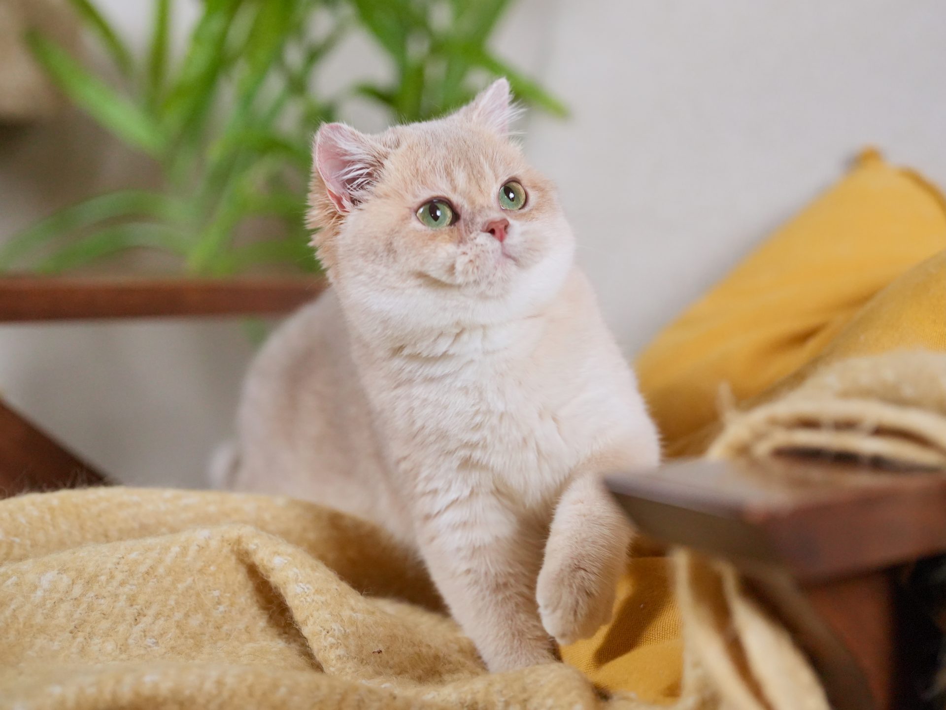 golden british shorthair