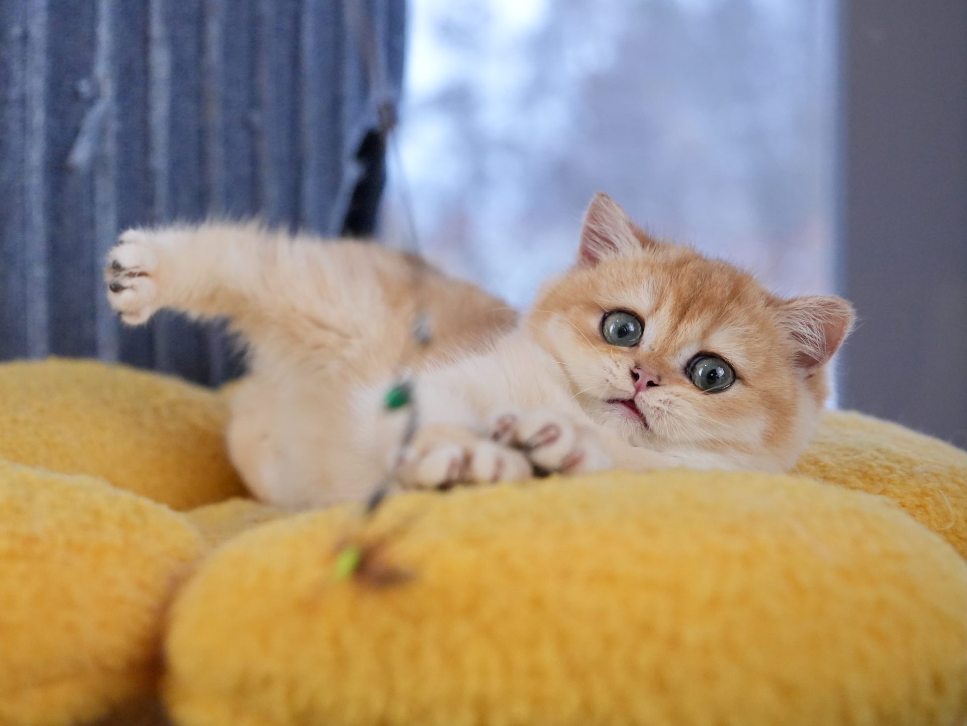 Adorable British Shorthair Golden Fur of Goldie - British Shorthair for sale & British Longhair Kittens for sale