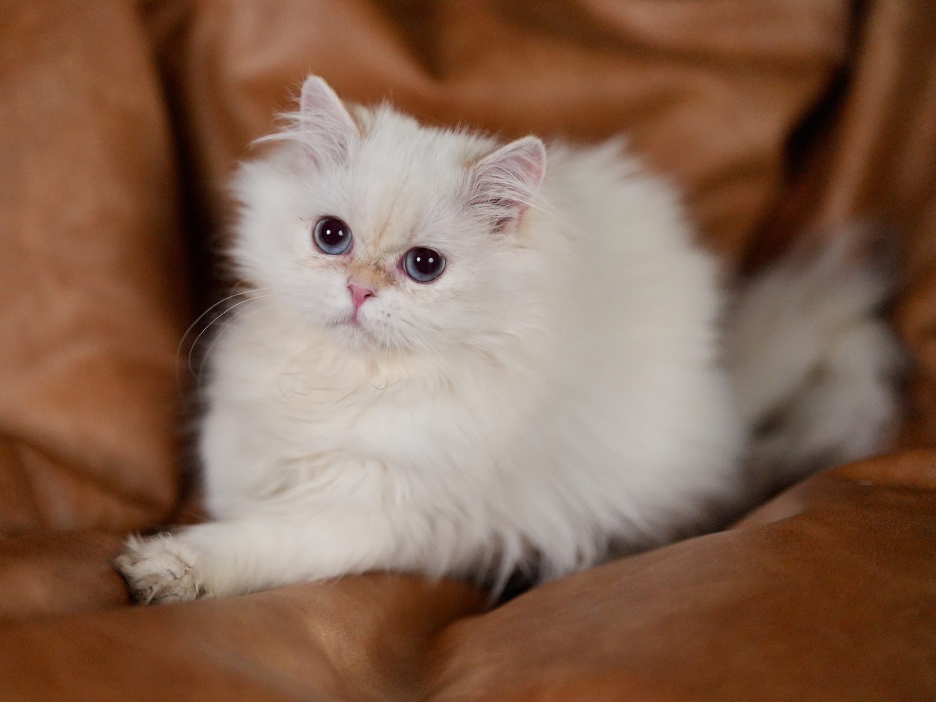 owen is a healthy british longhair cat for sale