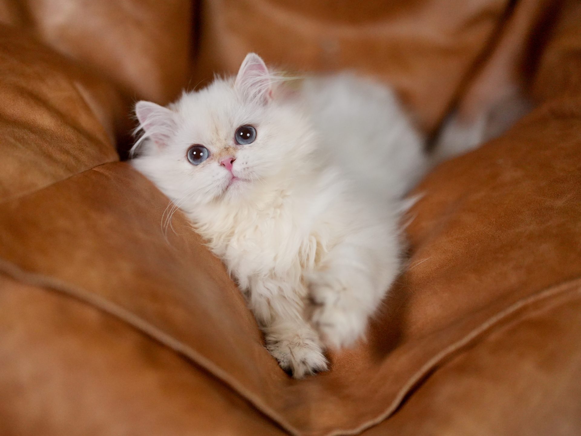 owen is a needy british longhair cat for sale who likes human