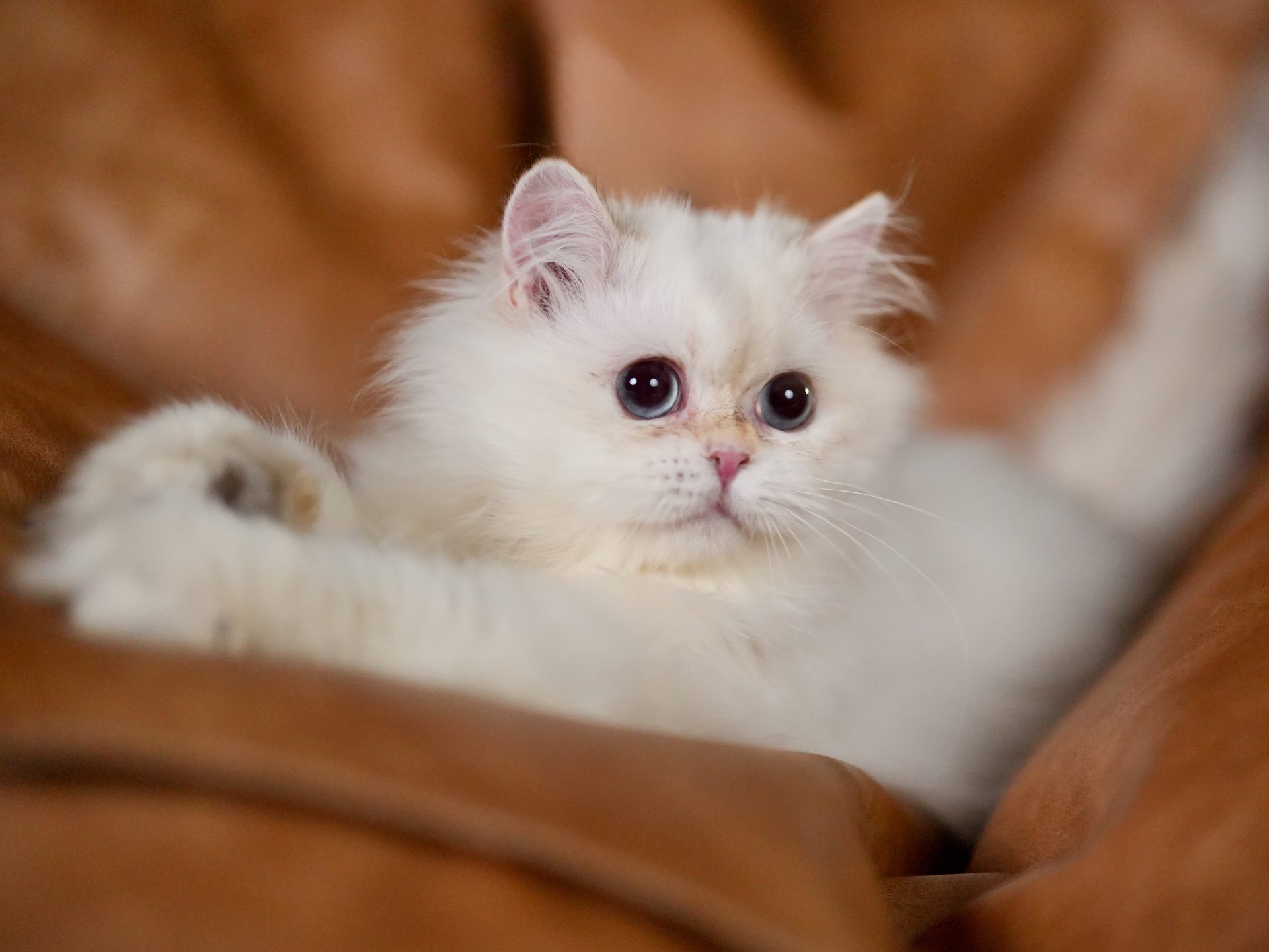 owen is a strong british longhair cat for sale