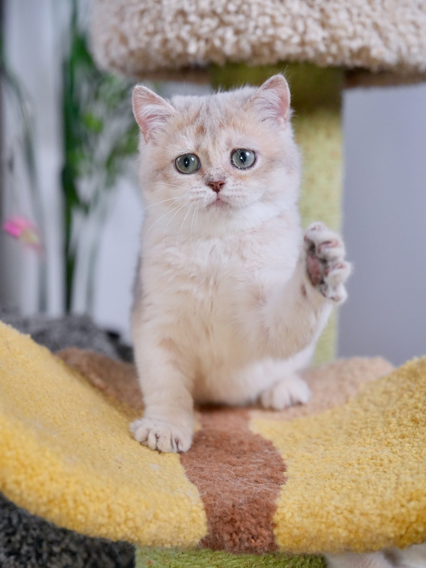 golden british shorthair