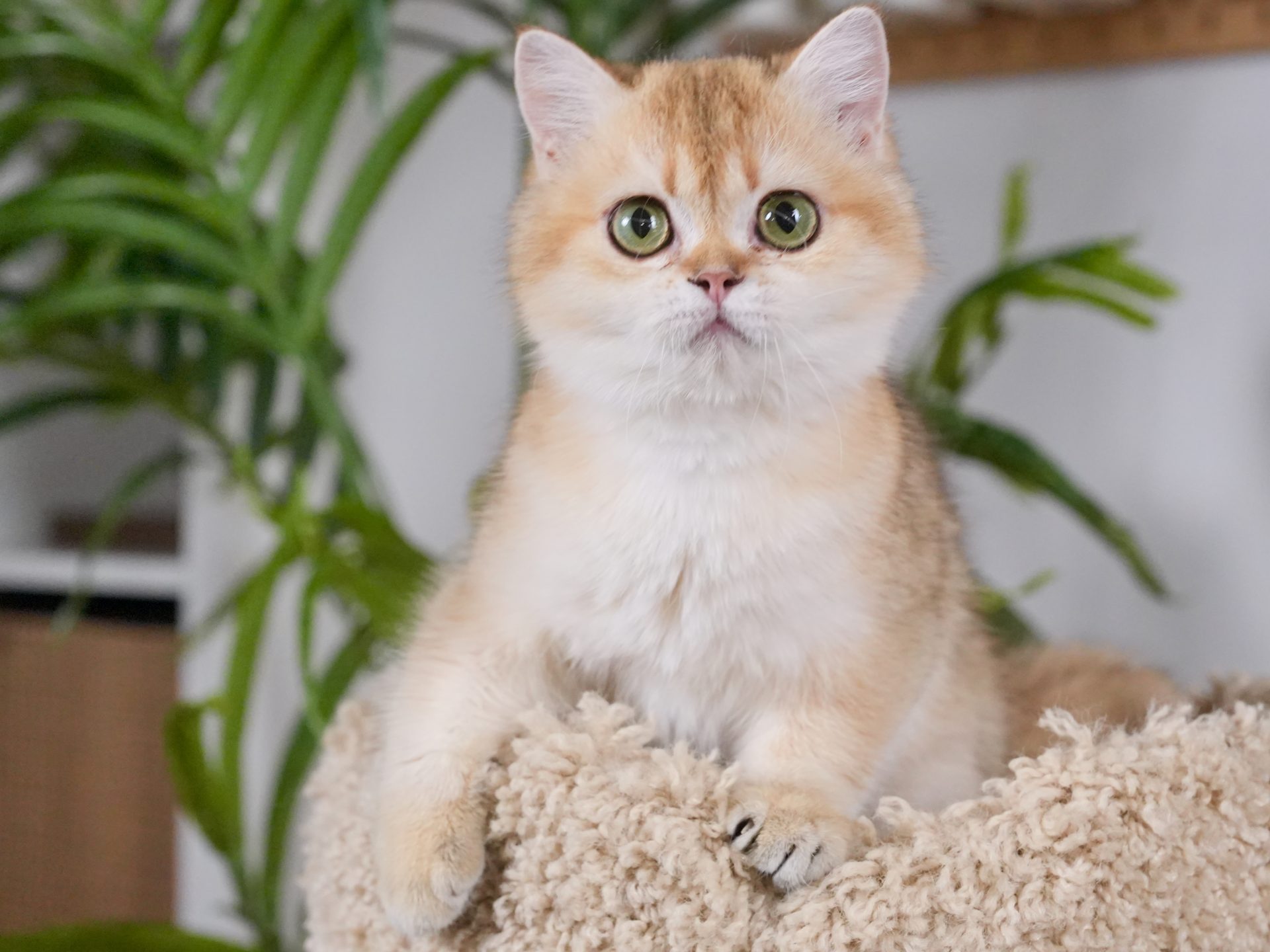 british shorthair ginger cat